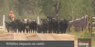 Bush Creek wildfire activity ‘expected to increase’ as warming, drying trend continues