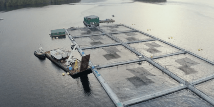 Coalition of First Nations in B.C. backs salmon farm pen closure