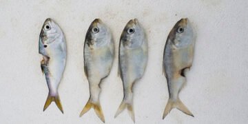 Swim Guide: all clear, but beware fish kills – Washington Daily News