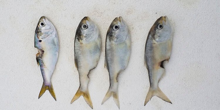 Swim Guide: all clear, but beware fish kills – Washington Daily News