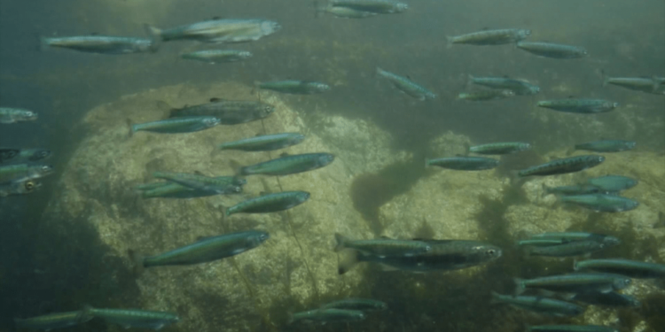 Advocates press DFO to move faster on plan to phase out B.C. fish farms