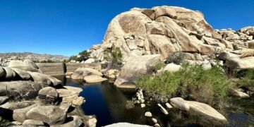 Dormant shrimp awakened, found swimming at Joshua Tree National Park