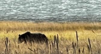 Let’s party: Woman sets Guinness World Record for longest female mullet – National
