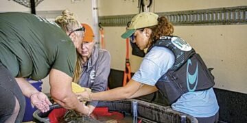 Manatees rescued at Coral Oaks Golf Course | News, Sports, Jobs