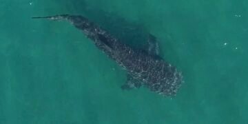 Swimming with sharks and student support: News from the College | Imperial News