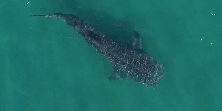 Swimming with sharks and student support: News from the College | Imperial News