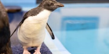 Baby Penguin Takes First Swim at the Shedd Aquarium. You Need to See the Video | Chicago News