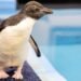 Baby Penguin Takes First Swim at the Shedd Aquarium. You Need to See the Video | Chicago News