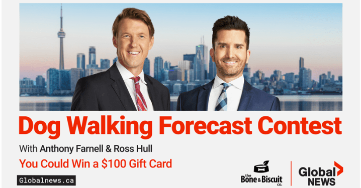 Global News Dog Walking Forecast Contest