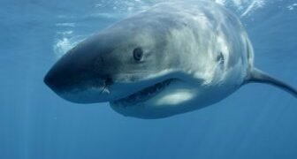 Italian PM Giorgia Meloni splits from partner after lewd TV comments – National