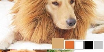 Last-minute pet costume ideas for a stylish Halloween – National