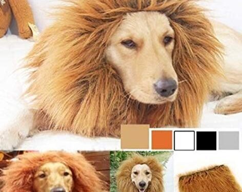 Last-minute pet costume ideas for a stylish Halloween – National