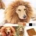 Last-minute pet costume ideas for a stylish Halloween – National