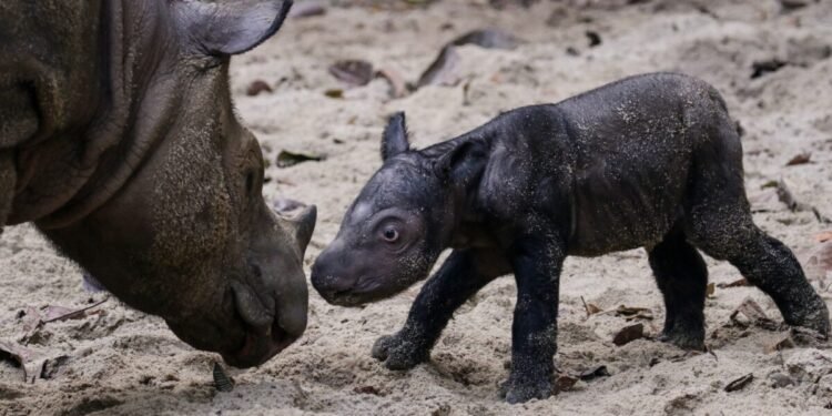 Sumatran rhino birth is rare good news for species sliding to extinction