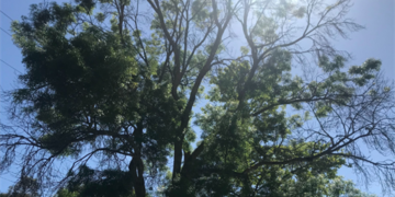 Tree Removal Yea Swimming Pool