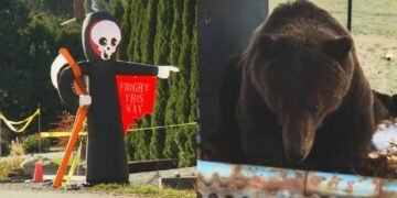 Black bear attacks woman running on Salmon Arm, B.C. trail