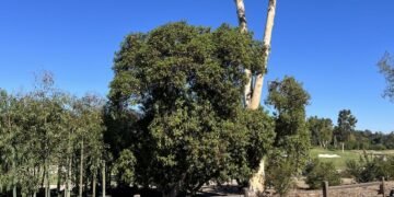 Rancho Santa Fe’s trail tree plan prepares to take root