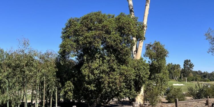 Rancho Santa Fe’s trail tree plan prepares to take root