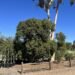 Rancho Santa Fe’s trail tree plan prepares to take root