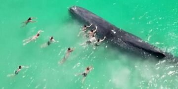 Whale filmed swimming with Australian beachgoers dies after stranding