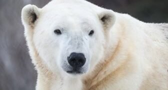 ANALYSIS: While Liberals chase Carney, Conservatives crow about a blue-collar candidate – National