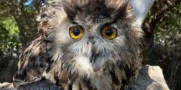 Finca Cortesin Resort showcases new ground-breaking Golf & Birds study – Golf News